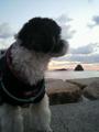 愛犬と過す海辺のお宿　ムーン・リバージュ．